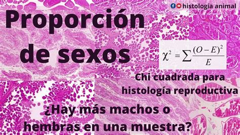 Cómo Comparar La Proporción De Sexos Uso De La Prueba De Chi Cuadrada En Histología