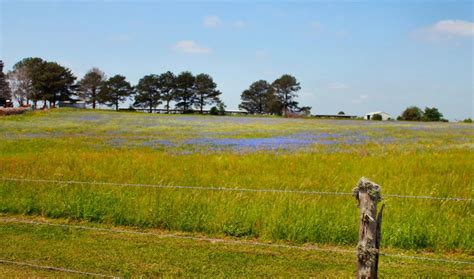 Texas Wildflowers | Inside NanaBread's Head