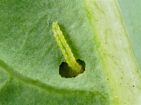 Common Caterpillar Vegetable Pests Wildlife Insight