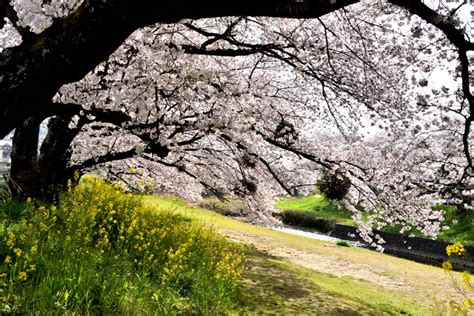 佐奈川の桜and菜の花 自己満写