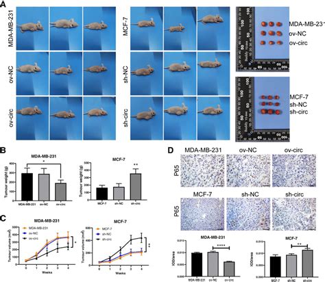 Hsa Circ Inhibited The Tumorigenesis Of Bc Cells In Vivo A