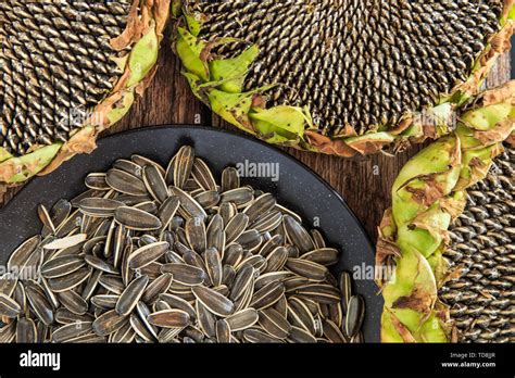 Fruit of sunflower - sunflower seeds Stock Photo - Alamy