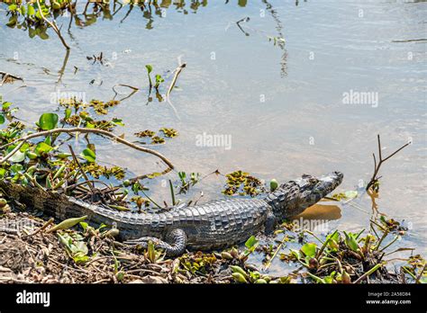 Caiman Scales Hi Res Stock Photography And Images Alamy