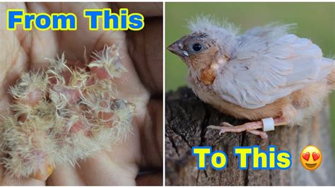 ZEBRA FINCH GROWING DAY 0 22 YouTube