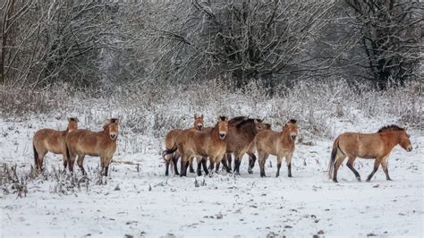 Przewalski S Paarden Keren Na Jaar Historisch Terug Naar De Gouden