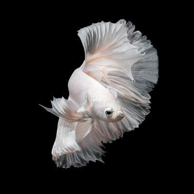 Close Up Of White Platinum Betta Fish Or Siamese Fighting Fish In