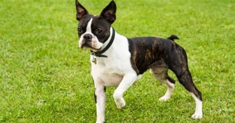 pups  perfectly pointy ears  common dog breeds   animals