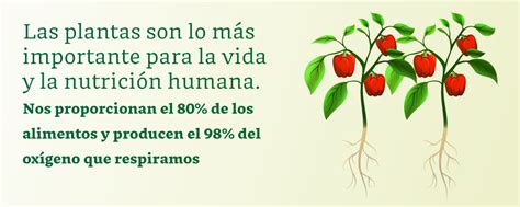 Sanidad Vegetal “proteger Las Plantas Proteger La Vida” Secretaría