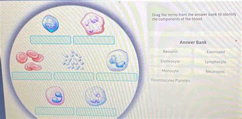 Drag The Terms From The Answer Bank To Identify The Components Of The