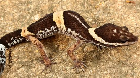 New Colourful Species Of Leopard Geckos Identified In Odisha Ap