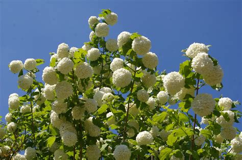 Viburnum Opulus Trees And Shrubs Online