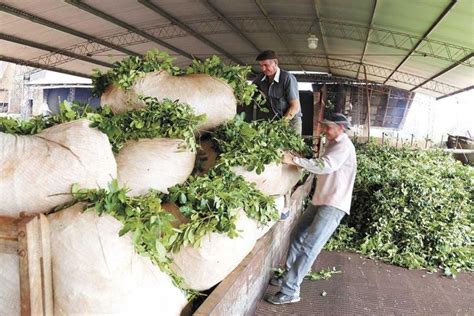 El Precio De La Hoja Verde De Yerba Lo Establecer La Naci N