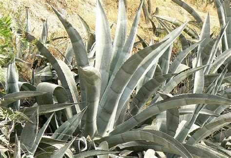 Agave Cordillerensis Palmiers Et Compagnie