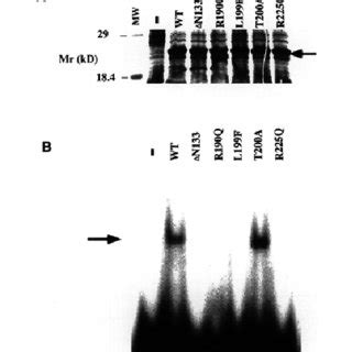 Transactivation ability of wild-type and mutant CBFA1. COS7 cells were ... 