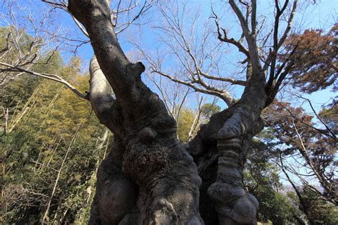 Free Images Tree Branch Trunk Monument Statue High Sculpture