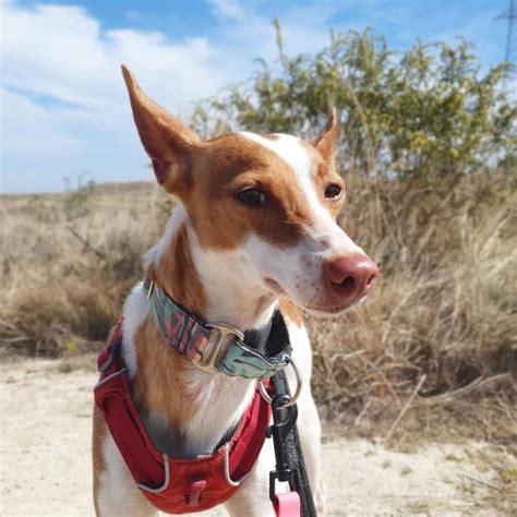 Pinta perro adoptado en Alicante Alicante Bambú difunde