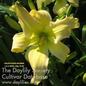 Voluptuous Blonde Rice Daylilies Rice Daylilies