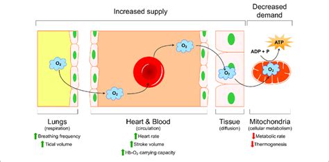 Schematic Representation Of The Oxygen Transport Cascade