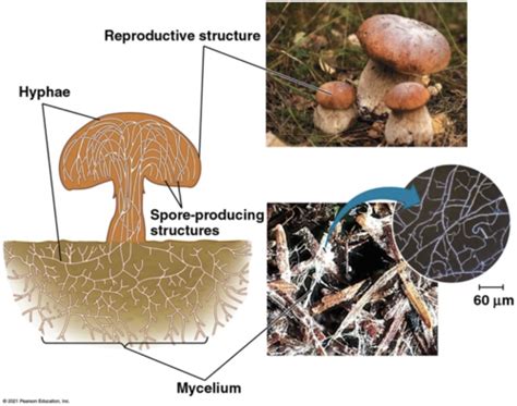 Biology 2 Chapter 17 Fungi Flashcards Quizlet