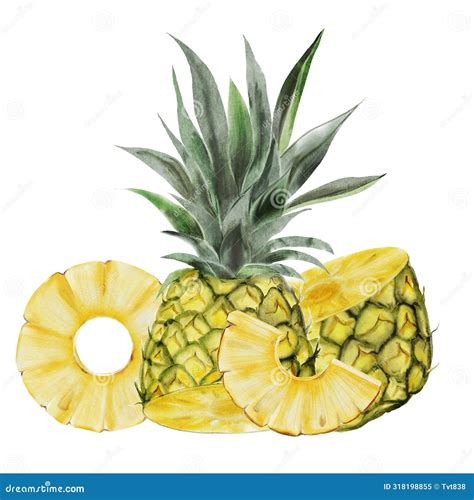 Pineapple Watercolor Exotic Composition Tropical Fruit On Isolated White Background Food