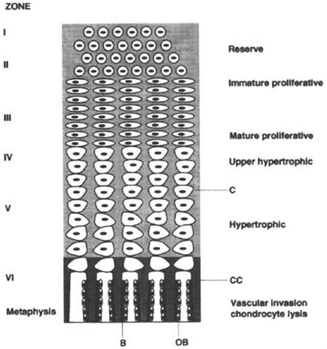 4 Structure Of The Growth Plate Epiphyseal Plate Plates Avascular