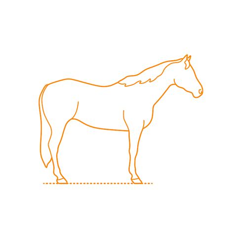 American Quarter Horse Dimensions & Drawings | Dimensions.com