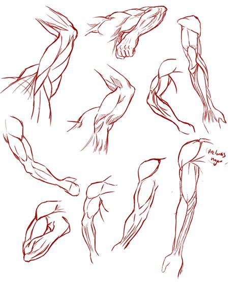 Arm Muscle Anatomy Drawing