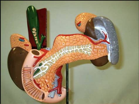 Pancreas Model Diagram Quizlet