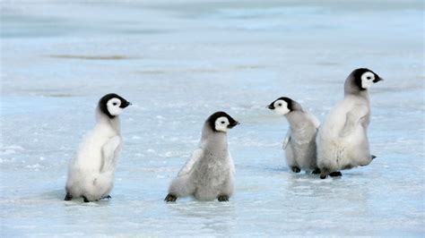 Low sea ice in Antarctica causing 'catastrophic breeding failure' of ...