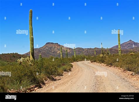 Blue Sky Copy Space And Winding Road Near Tillotson Peak In Organ Pipe