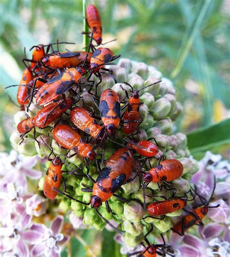 Large Milkweed Bug Nymphs Project Noah