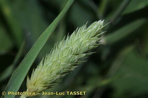 Phalaris brachystachys Link, Confused Canary grass (World flora) - Pl ...