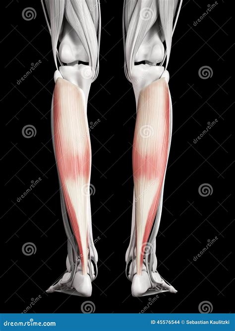 The soleus stock illustration. Illustration of physiology - 45576544