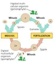 Exam 3 Biology 1202 Pomarico Flashcards Quizlet