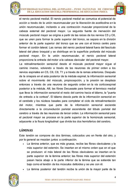 Anatomia Musculos Pdf