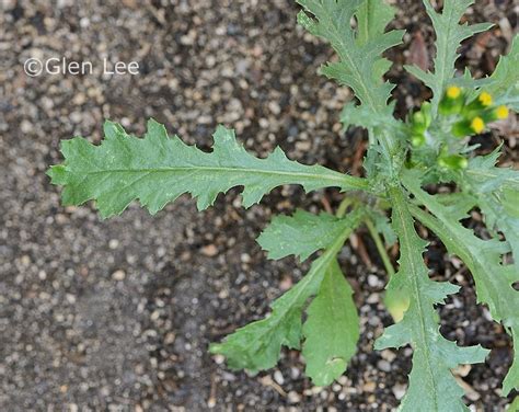 Senecio vulgaris photos Saskatchewan Wildflowers