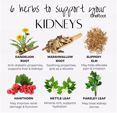 The 10 Best Herbs For Kidney Cleansing Artofit