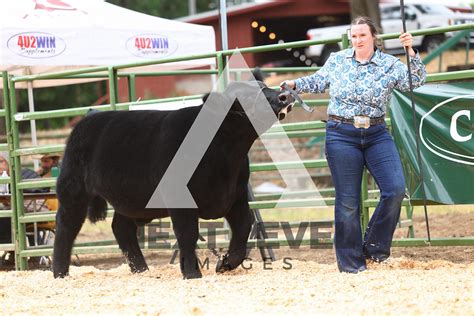 Steer Show A Ring Shots Next Level Images