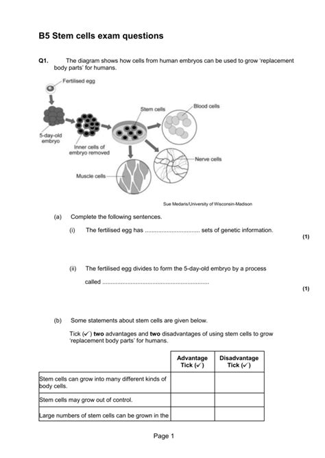 B Stem Cells Exam Questions And Mark Scheme