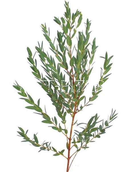 Купить Эвкалипт Парвифолия (1/3 уп.) Eucalyptus parvifolia, в магазине ...