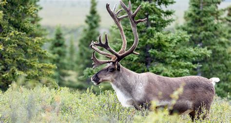 Caribou Habitat Restoration Grants - Habitat Conservation Trust Foundation