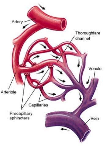 Physiologie Cardio Vasculaire Cartes Quizlet