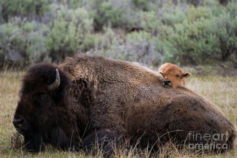 Yellowstone Bison calf Photograph by Wildlife Fine Art - Pixels