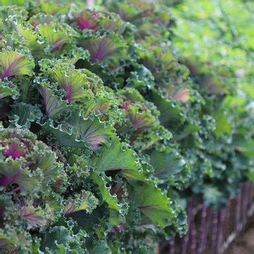 Ornamental Kale Seeds - Grow ornamental kale – Harris Seeds