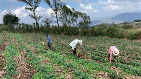 Lanzan programa de extensión agrícola Agrodiario