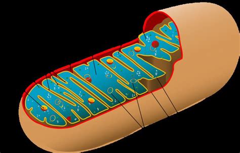 Mitochondrial intermembrane space - Alchetron, the free social encyclopedia