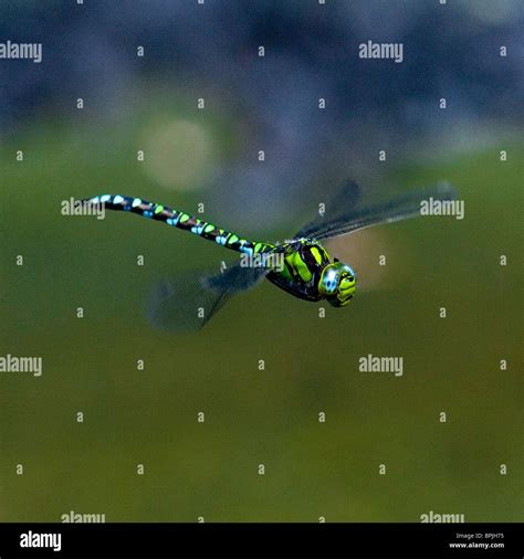 A Male Southern Hawker Dragonfly In Flight Over A Pond In Oxfordshire