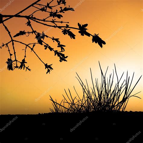 Sunset and Shrub Silhouette — Stock Vector © dero2010 #3155072