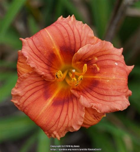 Daylily Hemerocallis Matts Mystical Magic In The Daylilies