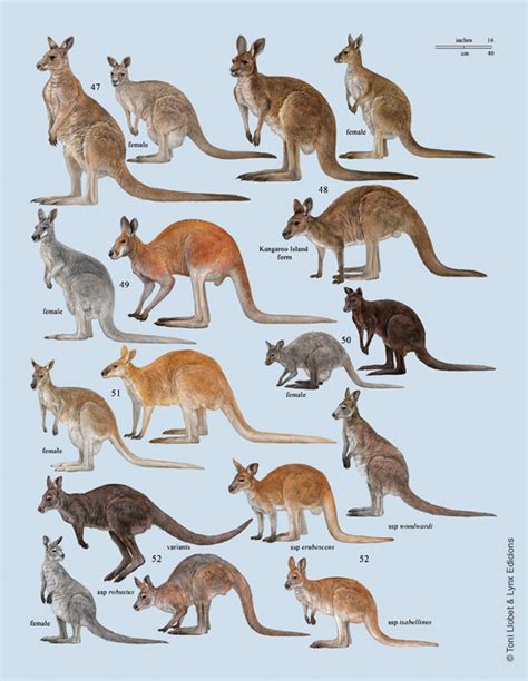 Toni Llobet | Nature illustrated » Handbook of the Mammals of the World ...